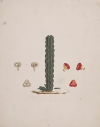 Euphorbia abyssinica J.F. Gmel. (Ethiopian Tree-Spurge): finished drawing of single trunk, with details of whole and dissected fruits