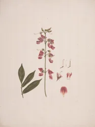 Millettia ferruginea (Hochst.) Baker: finished drawing with a few details excluded
