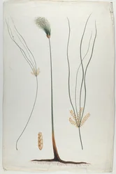 Papyrus (Plant and Root Detail), after James Abyssinian Bruce (1730-94)