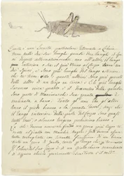Study of a Locust, from Miscellaneous Sketches in Wrapper