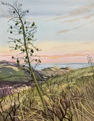 Coastal Plant Sunset View