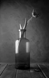 Monochromatic Tulip Bloom
