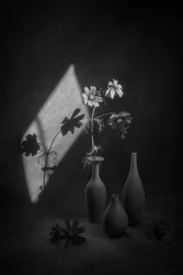 Cosmos Still Life, Shadow