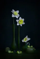 Daffodils Green Still Life