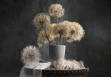 Delicate Dandelions