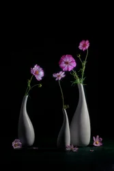 Elegant Cosmos Still Life