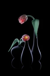 Elegant Glowing Tulips
