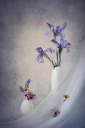 Purple Irises Still Life