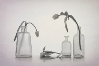 Quiet Tulip Still Life
