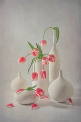Soft Pink Tulips