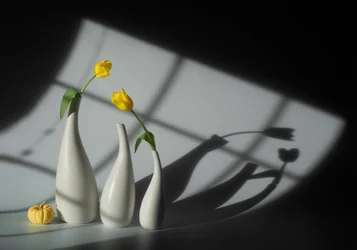 Sunlit Tulips and Shadows