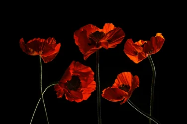 Vibrant Red Poppies