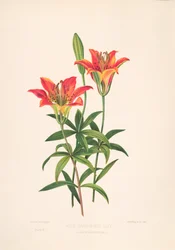 Epimachus Speciosus