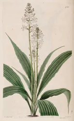 Illustration of Calanthe triplicata (as syn. Calanthe veratrifolia)