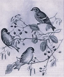 Siskins, Nature in Britain