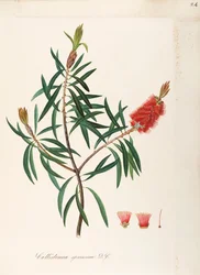 Albany Bottlebrush (Callistemon speciosum DC), Myrtaceae, Shrub with persistent leaves, native to Australia