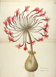 Josephine