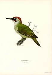 Green Woodpecker