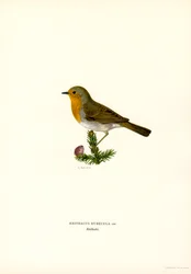 Robin