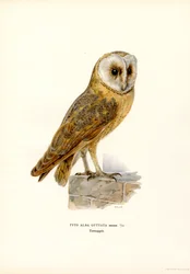 Barn Owl