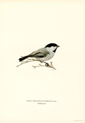 Black-capped Chickadee