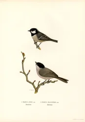 Black-crested Tit