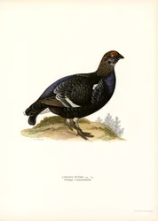 Black Grouse