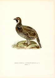 Black Grouse and Hazel Grouse