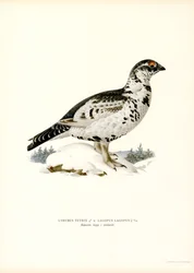 Black Grouse x Willow Ptarmigan