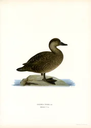 Black Scoter