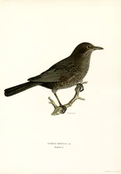 Blackbird