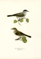 Blackcap