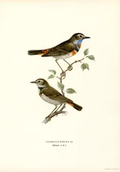 Bluethroat