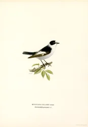 Collared Flycatcher