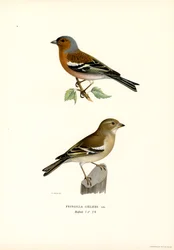 Common Chaffinch