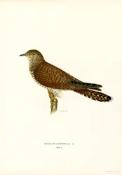 Common Cuckoo