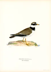 Common Ringed Plover