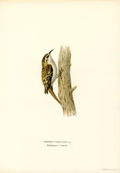 Common Treecreeper