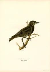 Common Starling