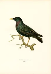 Common Starling