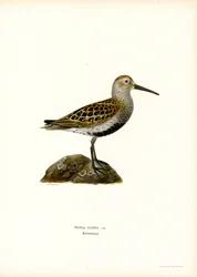 Dunlin