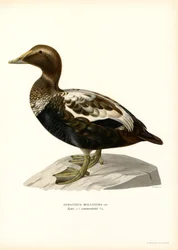 Eider Duck