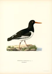 Eurasian Oystercatcher