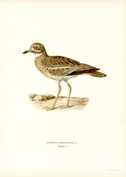 Eurasian Stone-curlew