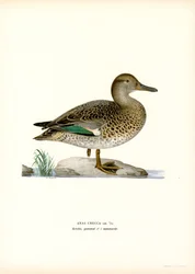 Eurasian Teal