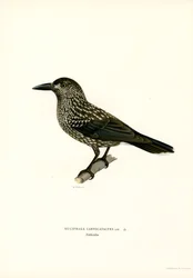 Eurasian Nutcracker