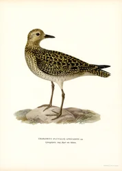 European Golden Plover