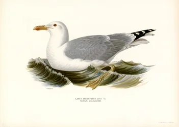 European Herring Gull