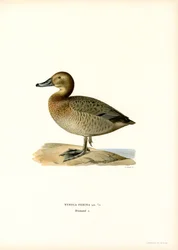 European Pochard