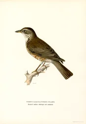 Fieldfare